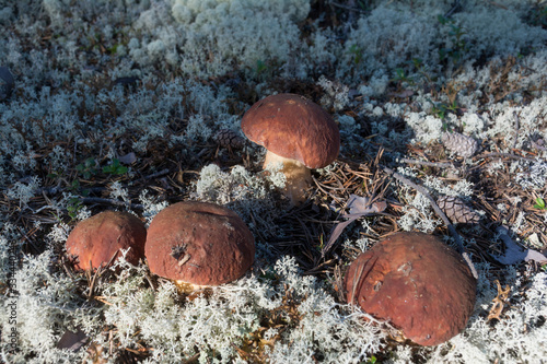 Porcini mushrooms in the moss in the early morning