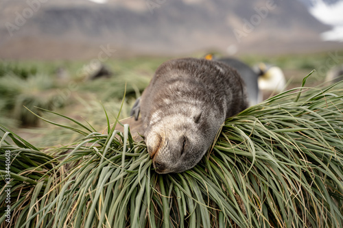 Fur Seal Pup resting, South Georgia photo