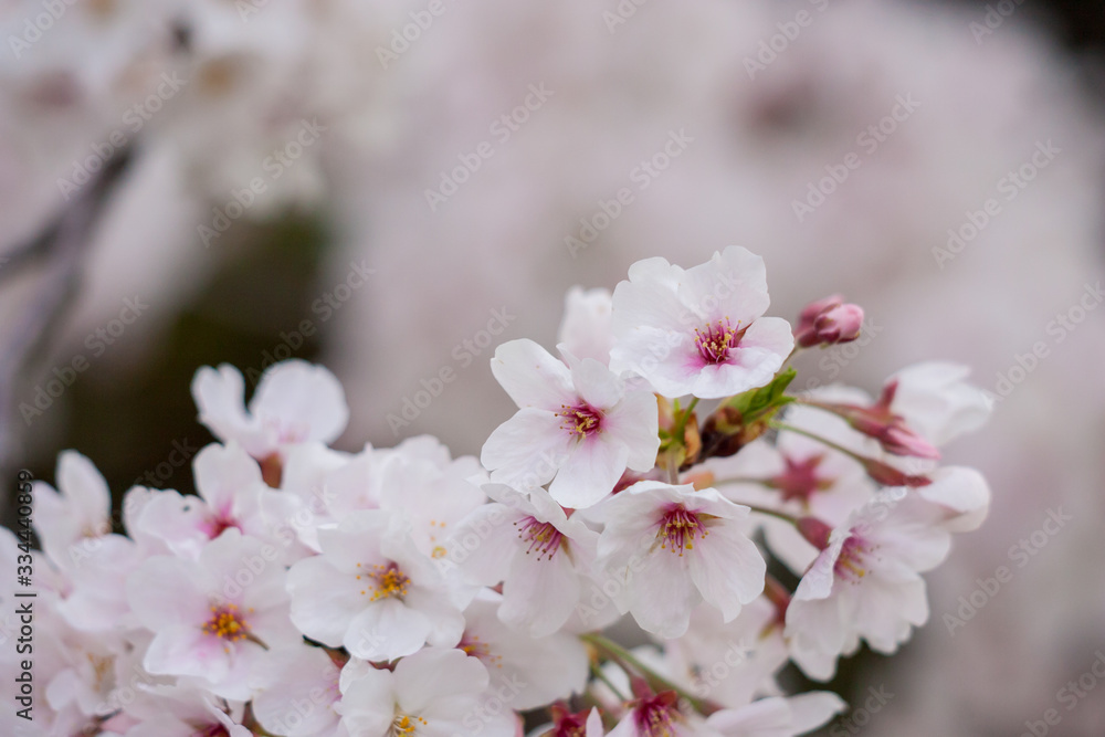 春の綺麗な満開の桜の花