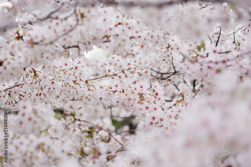 春の綺麗な満開の桜の花
