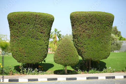Creative artistic shape topiary tree. Gardening, landscape design