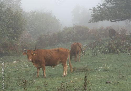 Cows in the early, cold, foggy morning