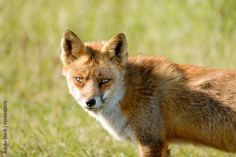 A magnificent wild Red Fox, the fox looks straight into the camera, headshot