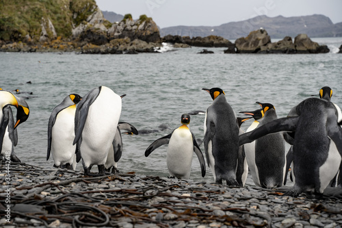 group of penguins in antarctica