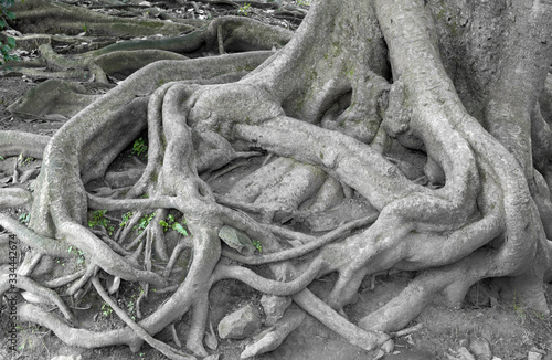 Old, fancy roots of a big tree