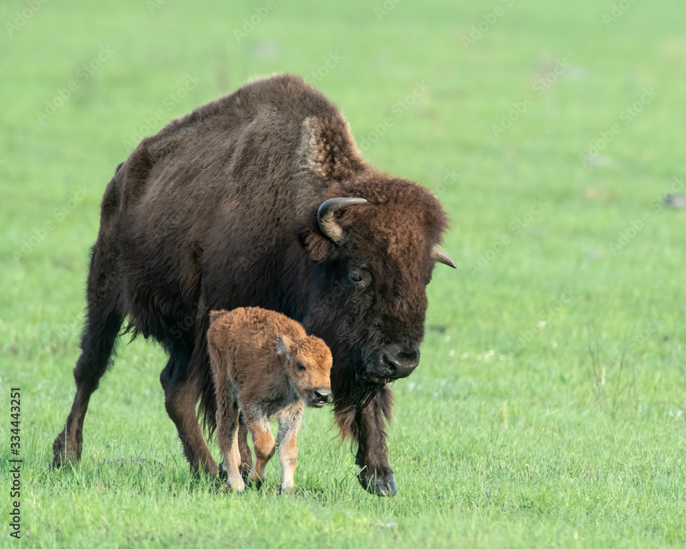 Bison calf with mother