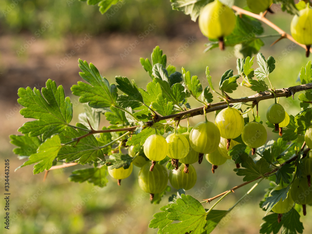 Gooseberry juicy fruit hanging on a branch in sunny day