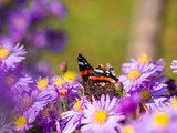 Red admiral butterfly (vanessa atalanta) sitting on Chrysanthemums flower
