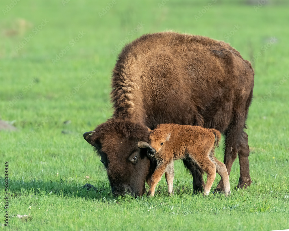 Fototapeta premium Bison calf with mother