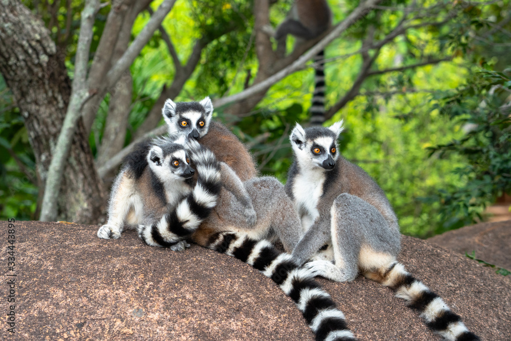 Fototapeta premium Two ring-tailed lemurs resting on a boulder with lush green foliage in the background in Andonaka, Madagascar.