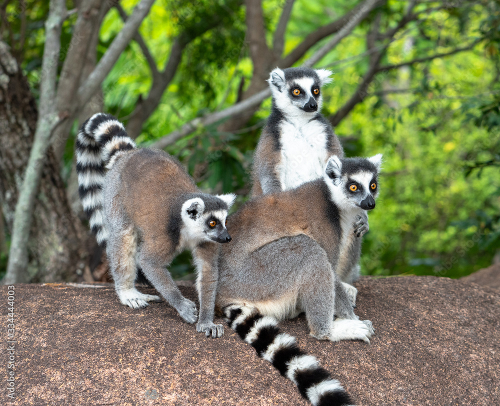 Fototapeta premium Ring-tailed lemur family perched on a rocky outcrop amid tropical forest vegetation in Andonaka, Madagascar wildlife habitat.