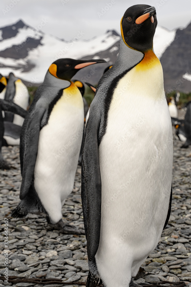 Obraz premium group of penguins in antarctica