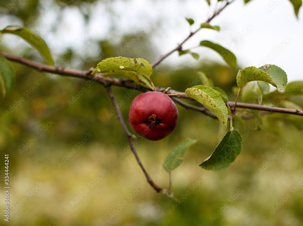 Red apple on tree Red apple on tree