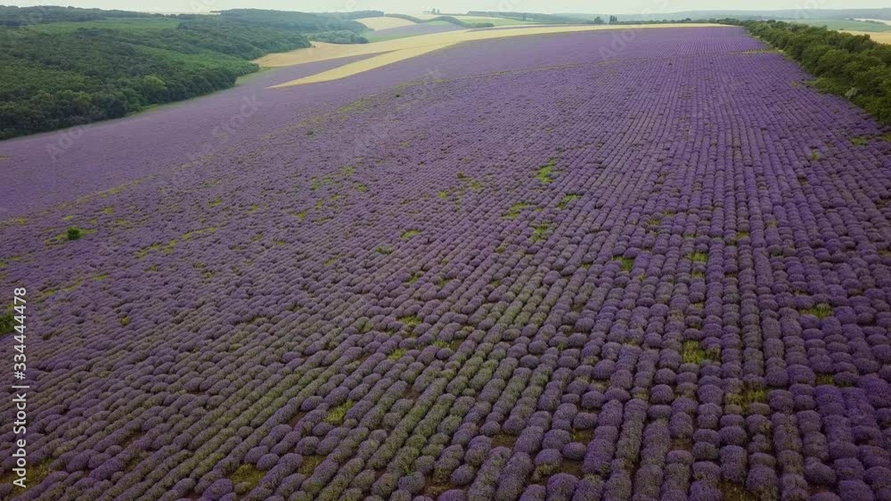 AERIAL 4K: Flight over Lavender Field. Sunset or sunrise aerial landscape of endless sunlit lavender fields. AERIAL 4K: Flight over Lavender Field. Sunset or sunrise aerial landscape of endless sunlit lavender fields.