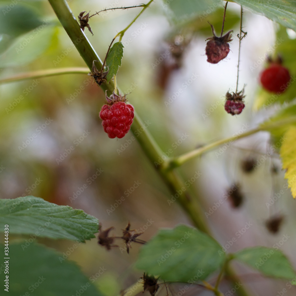 Raspberry plant / raspberry bush Raspberry plant / raspberry bush