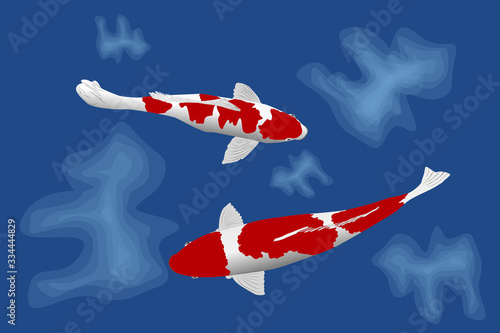 Two Carp fish in the blue water pool. White and Orange Colour.