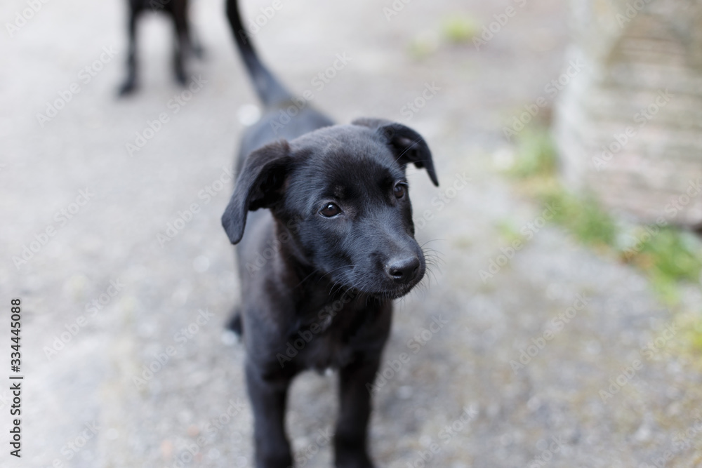 Two little homeless dogs on the street.