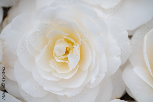 wedding rings on a bouquet of white camellia