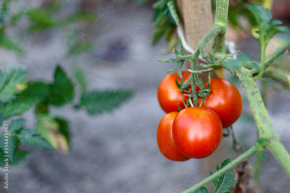 Organically grown tomatoes in the greenhouse