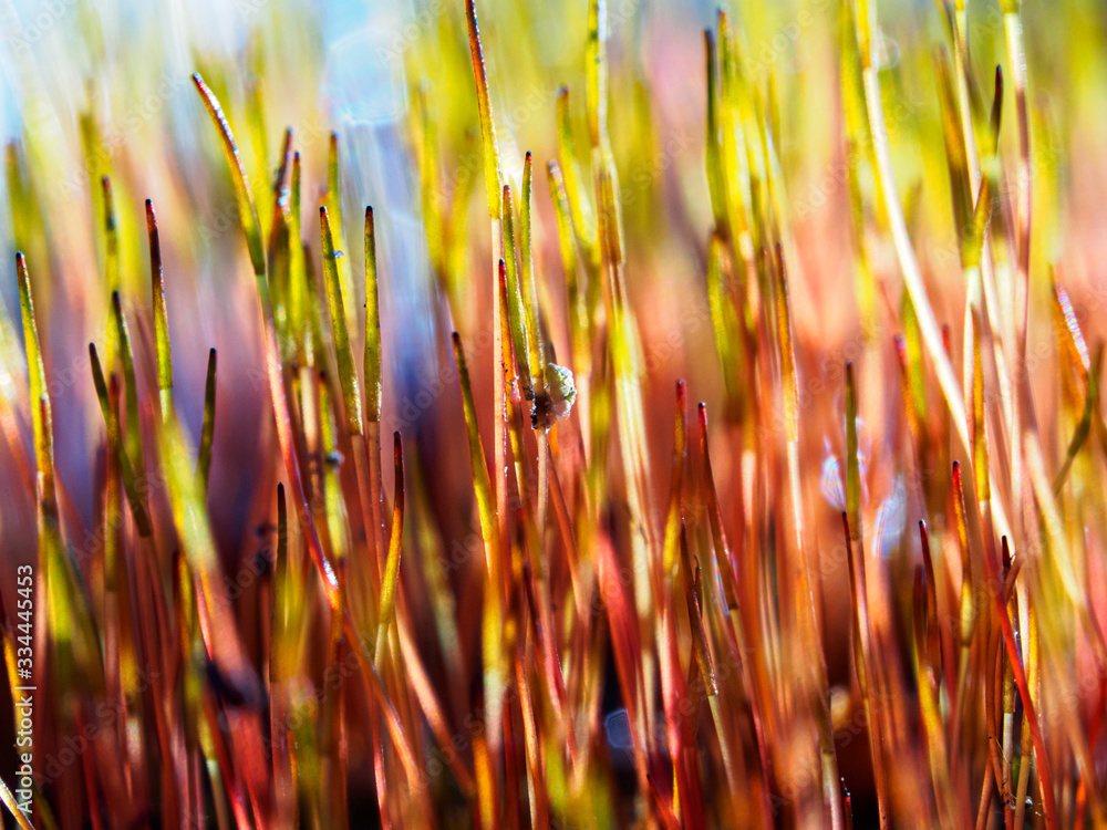 grass in wind and sunlight on macro picture grass in wind and sunlight on macro picture