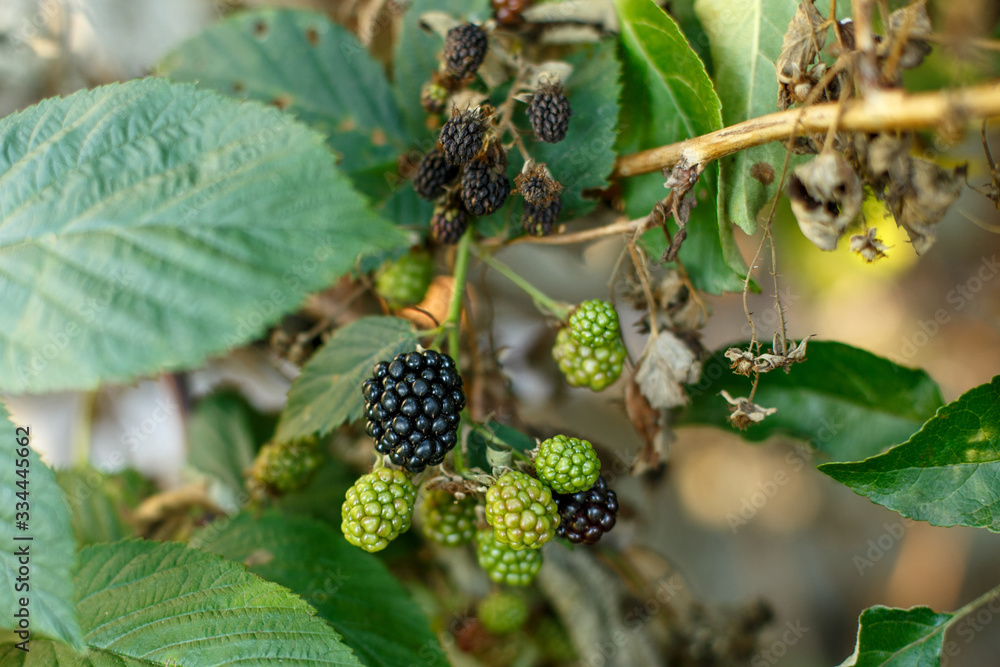 Blackberry fruit growing on branch Blackberry fruit growing on branch