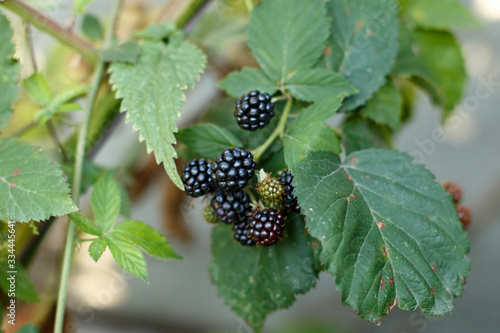 Blackberry fruit growing on branch photo