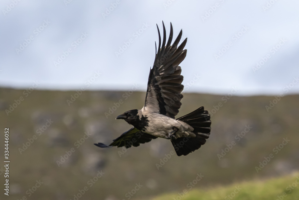 Obraz premium corneille mantelée