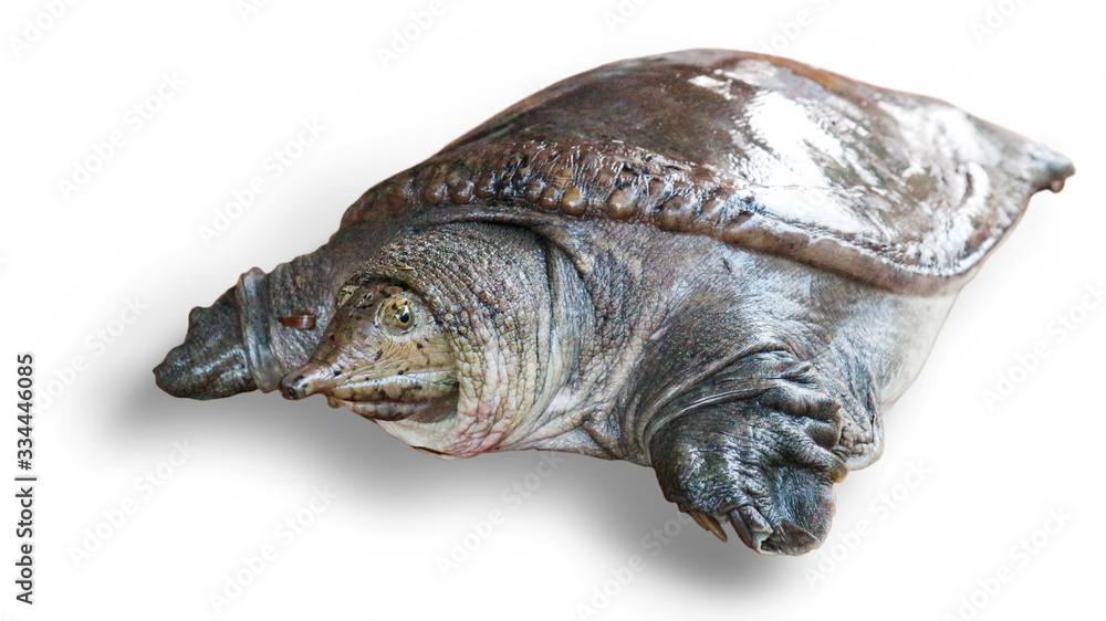 Fototapeta premium Soft turtle on a white background