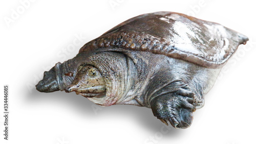 Soft turtle on a white background