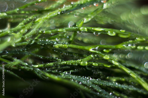 Macrophotography of dill leaves on a tomato background with water drops.