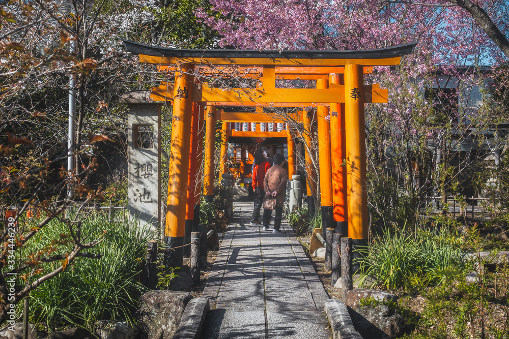 日本 京都 平野神社の桜と春景色
