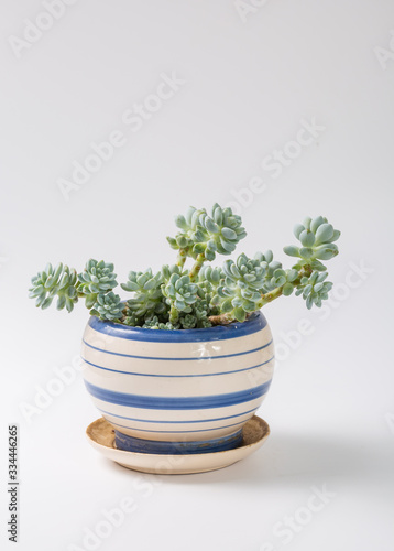 Succulents on white background，Sedum clavatum