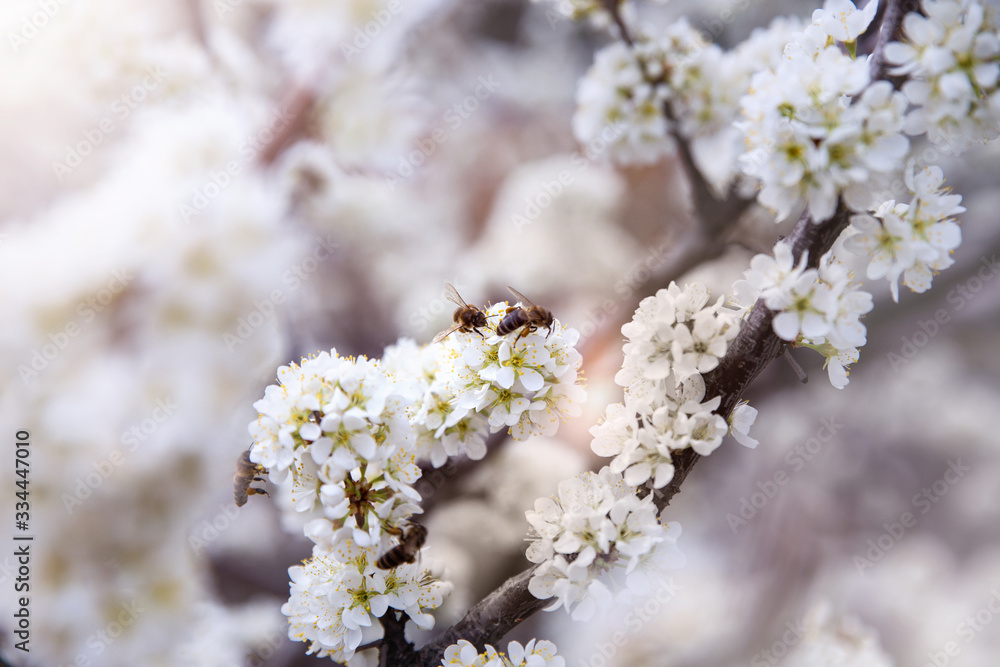 Beautiful white flowers of plums, cherries. Blooming gardens with flying bees. Spring floral Sunny white background.