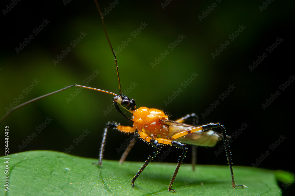 Fototapeta premium Close up of the Assassin bugs on green leaf in the garden. Macro of Sycanus collaris with blurred of green background. Orange bug in the forest.