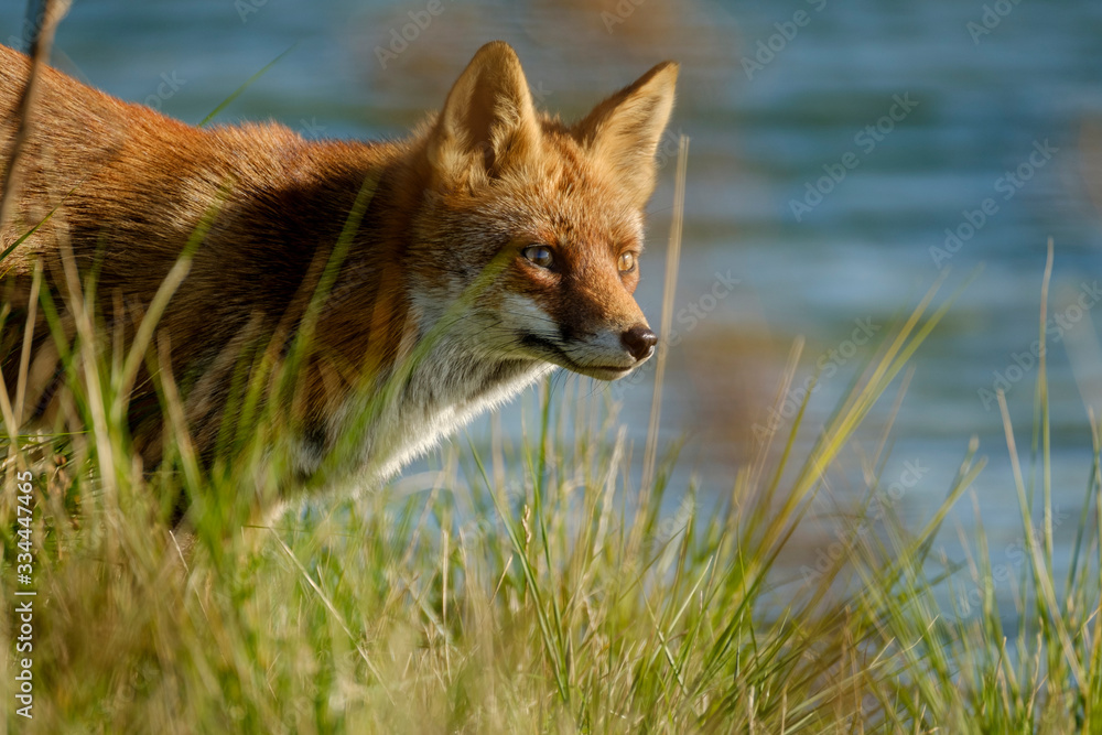 Naklejka premium A magnificent wild Red Fox, hunting for food to eat in the long grass, water in background, headshot
