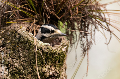 Downy Woodpecker in it's nest hole looking out