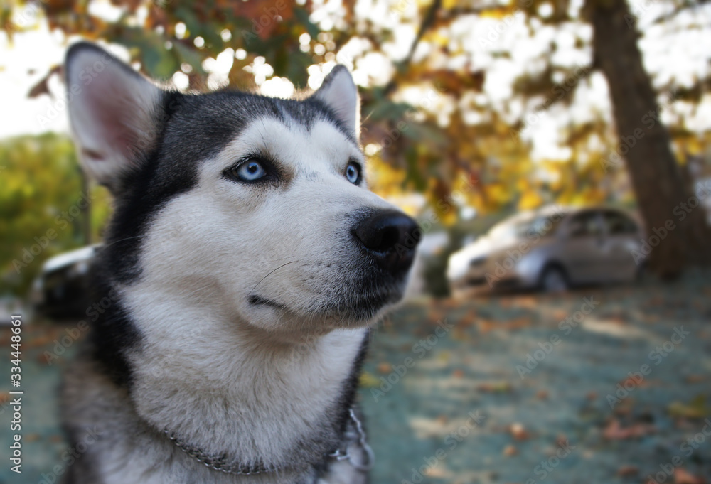Husky breed dog portrait outdoors close up. Side view.