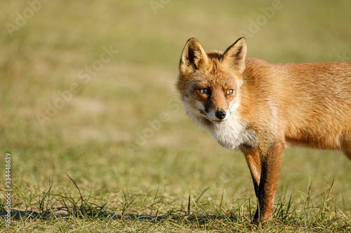 A magnificent wild Red Fox, the fox looks straight into the camera, part of anima