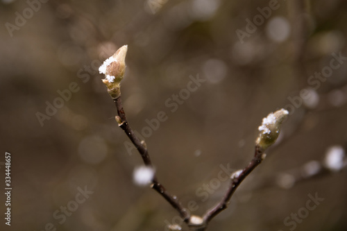 pąki roślin pod śniegiem  photo