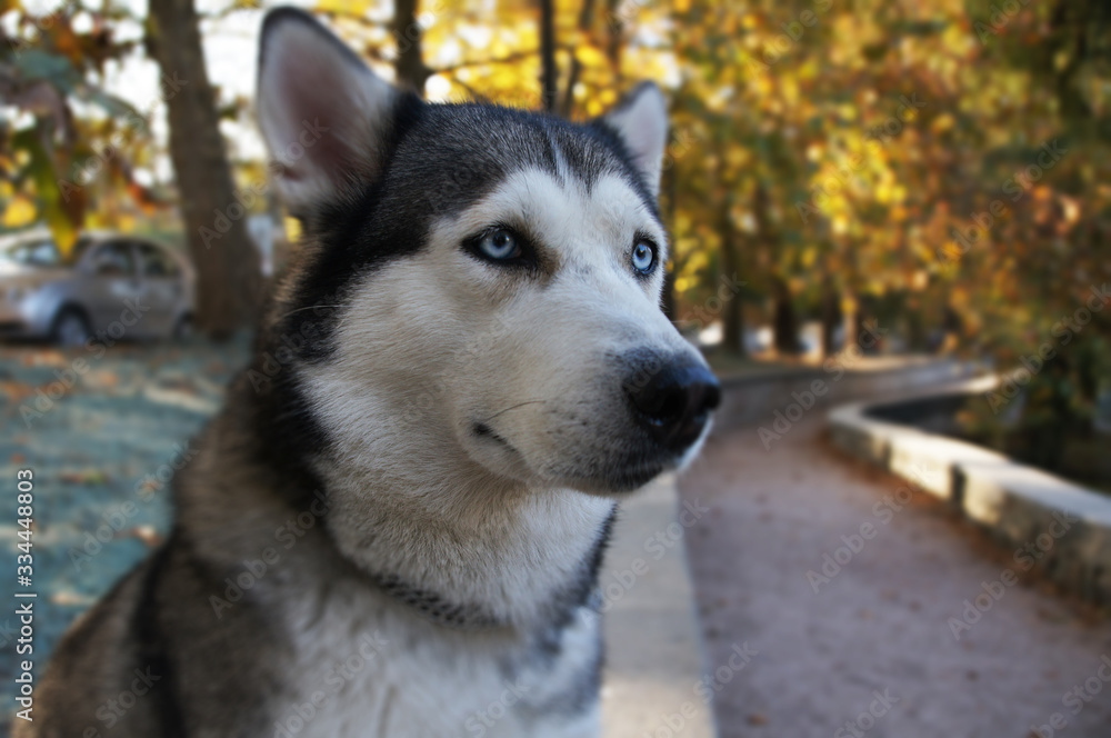 Husky breed dog portrait outdoors close up. Side view. Husky breed dog portrait outdoors close up. Side view.