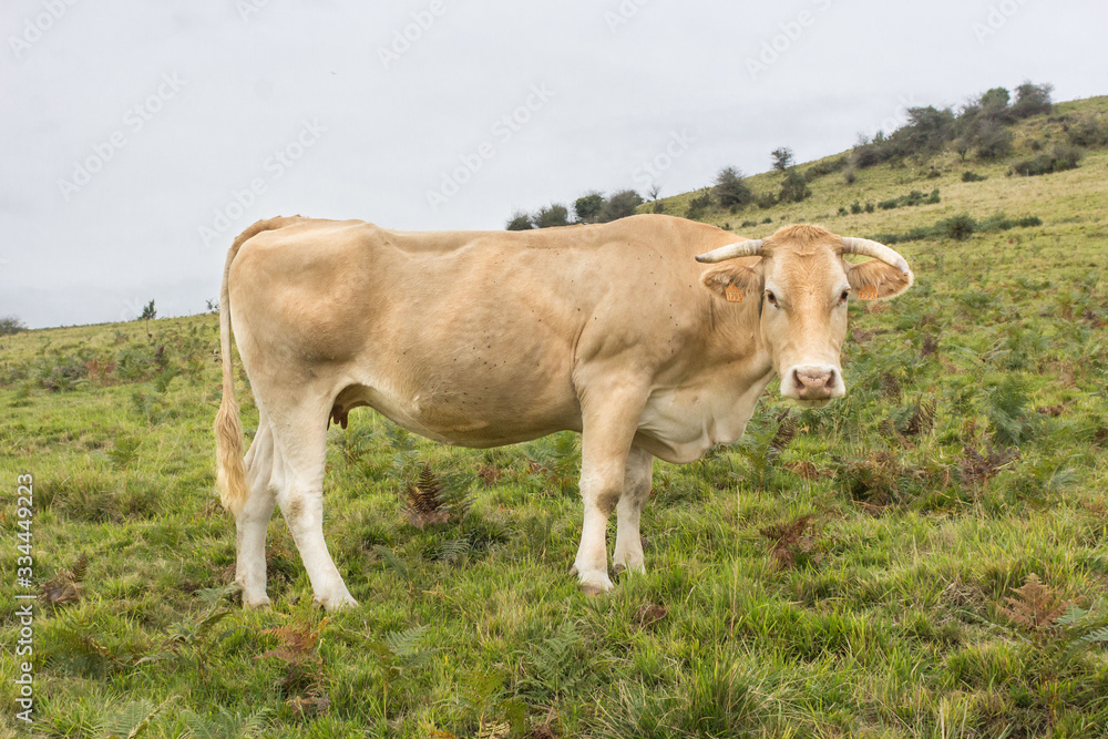 Charolais breed cow on a pasture. Livestock in France. Agricultural grounds. Eco milk and meat. Natural products. Breeding cream Charolese cows. Ecology of life. Cow farm. Charolais breed cow on a pasture. Livestock in France. Agricultural grounds. Eco milk and meat. Natural products. Breeding cream Charolese cows. Ecology of life. Cow farm.