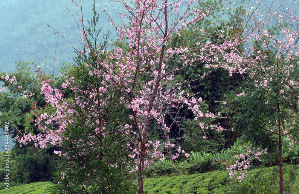Cherry blossom looms across the area at Temi Tea Estate in South Sikkim. This is one of the most attractions for tourist where local communities organize Cherry Festival every year to promote the plac Cherry blossom looms across the area at Temi Tea Estate in South Sikkim. This is one of the most attractions for tourist where local communities organize Cherry Festival every year to promote the plac