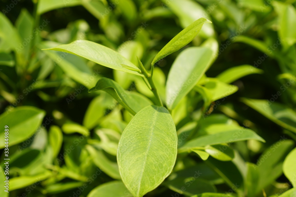 Close up nature view of green leaf on background in the garden. Close up nature view of green leaf on background in the garden.
