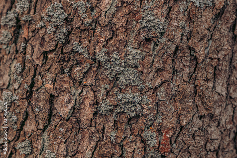 Bark of tree. Natural background Bark of tree. Natural background