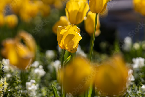 yellow tulips in the garden