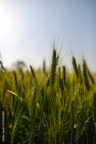 champs de bl   