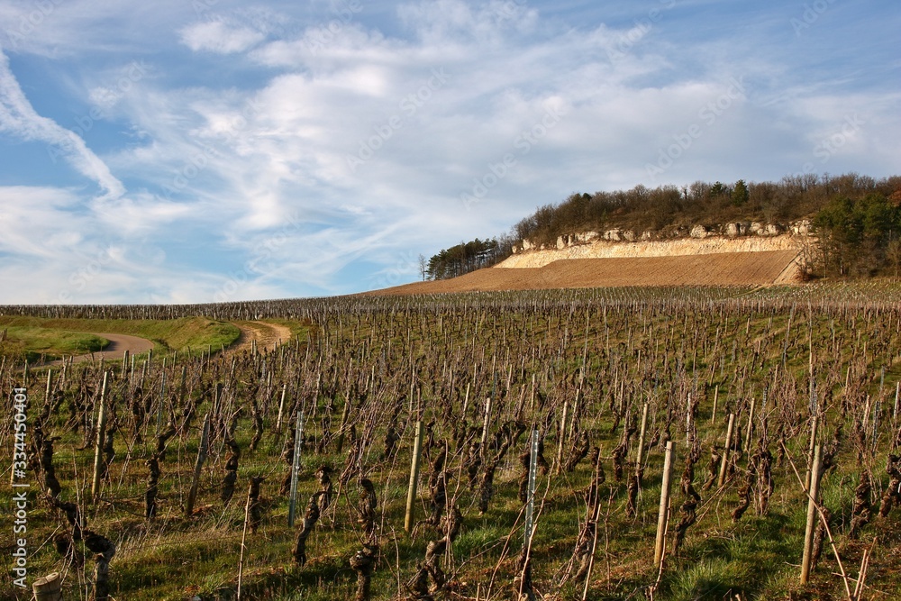 Culture de la vigne dans la côte Chalonnaise.