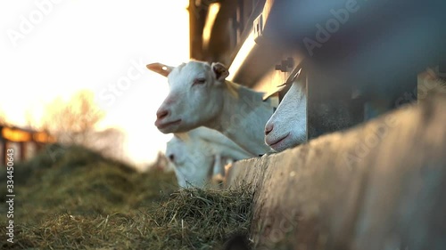 goats being fed by people