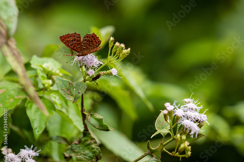 Fototapeta A punchinello butterfly from vietnam