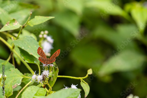 A punchinello butterfly from vietnam photo